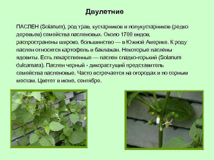 Двулетние ПАСЛЕН (Solanum), род трав, кустарников и полукустарников (редко деревьев) семейства пасленовых. Около 1700