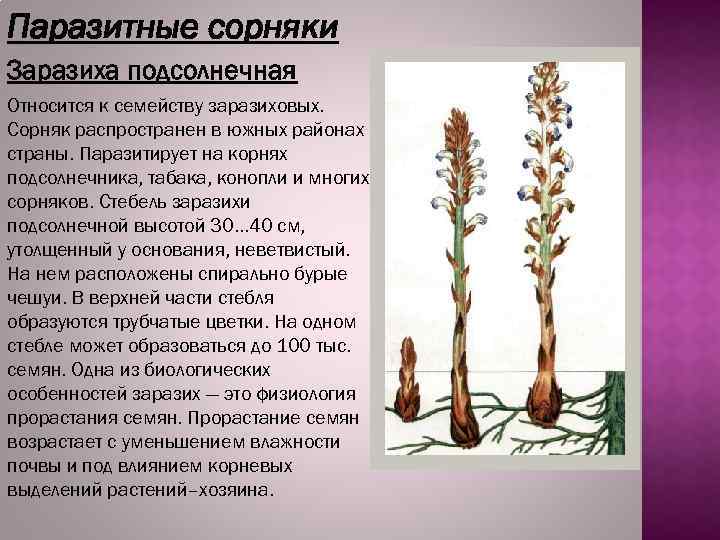 Паразитные сорняки Заразиха подсолнечная Относится к семейству заразиховых. Сорняк распространен в южных районах страны.