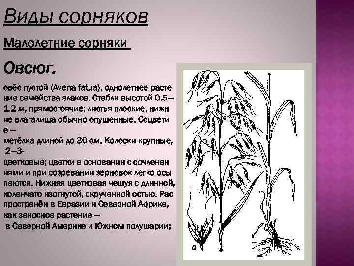 Виды сорняков Малолетние сорняки Овсюг. овёс пустой (Avena fatua), однолетнее расте ние семейства злаков.