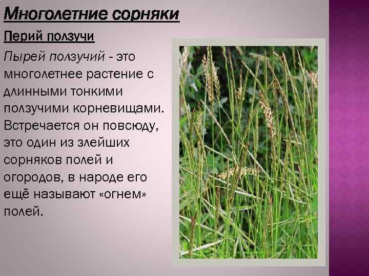 Многолетние сорняки Перий ползучи Пырей ползучий - это многолетнее растение с длинными тонкими ползучими