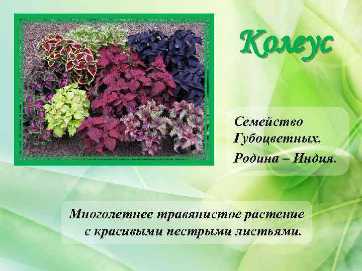 Колеус Семейство Губоцветных. Родина – Индия. Многолетнее травянистое растение с красивыми пестрыми листьями. 