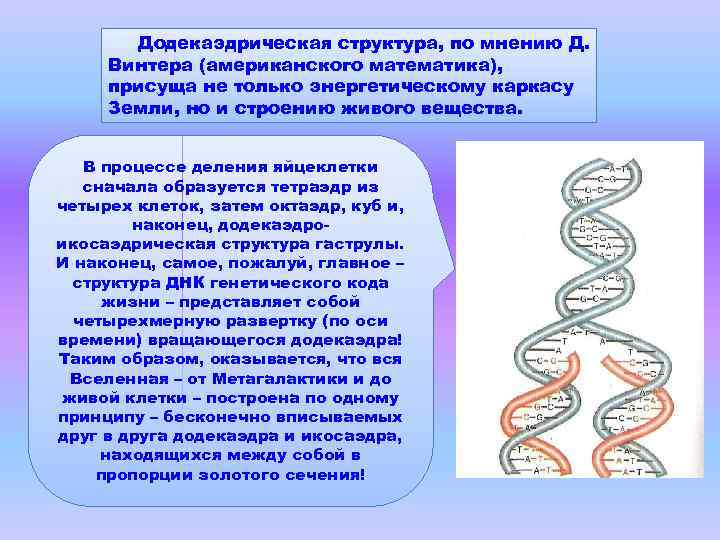 Додекаэдрическая структура, по мнению Д. Винтера (американского математика), присуща не только энергетическому каркасу Земли,