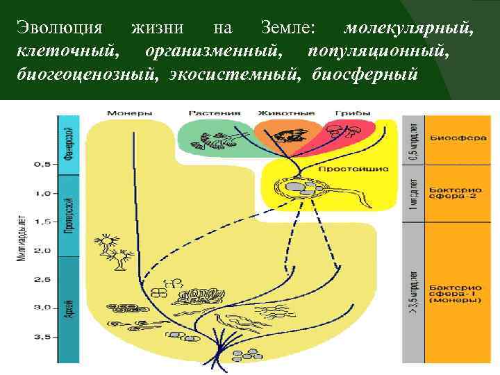 Эволюция жизни