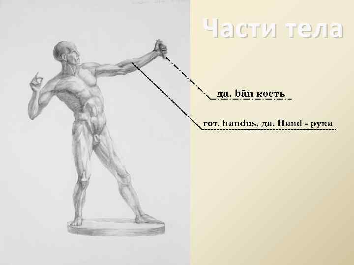 Части тела да. bān кость гот. handus, да. Hand - рука 