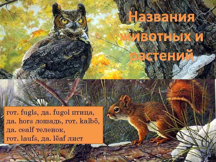 Названия животных и растений гот. fugls, да. fugol птица, да. hors лошадь, гот. kalbō,