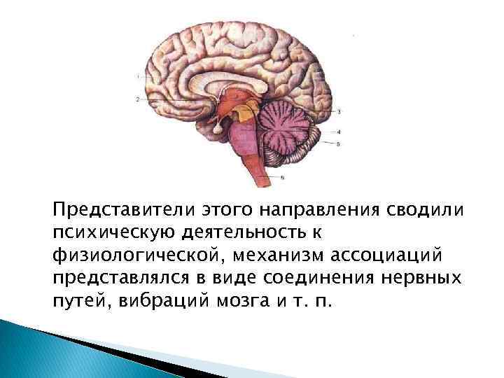 Представители этого направления сводили психическую деятельность к физиологической, механизм ассоциаций представлялся в виде соединения