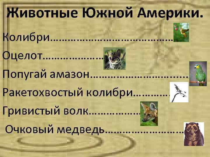Животные Южной Америки. Колибри………………… Оцелот………………… Попугай амазон……………. . . Ракетохвостый колибри…………. . Гривистый волк………………