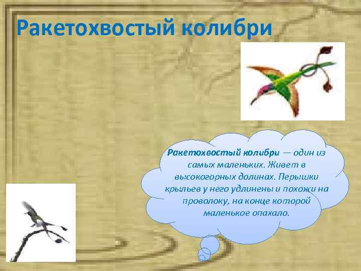 Ракетохвостый колибри — один из самых маленьких. Живет в высокогорных долинах. Перышки крыльев у