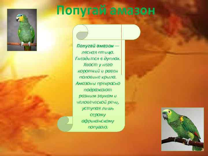 Попугай амазон — лесная птица. Гнездится в дуплах. Хвост у него короткий и равен