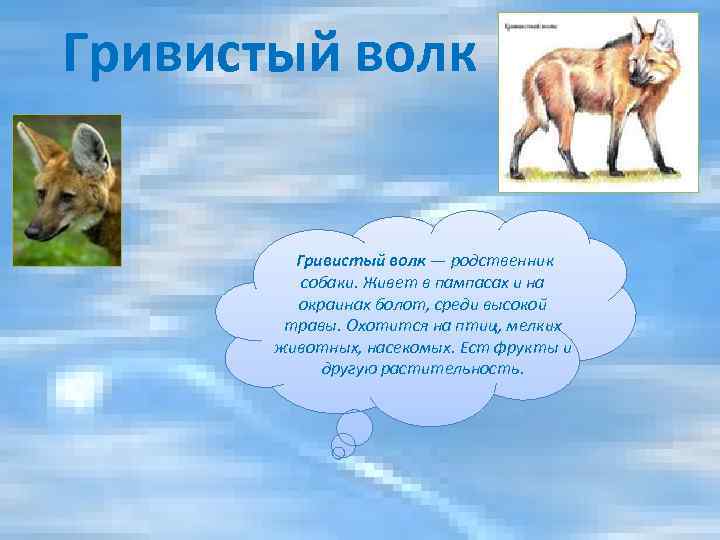 Гривистый волк — родственник собаки. Живет в пампасах и на окраинах болот, среди высокой