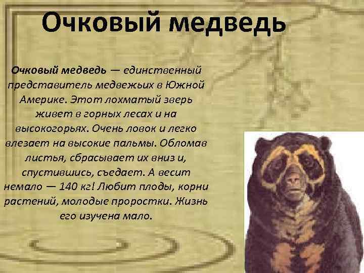 Очковый медведь — единственный представитель медвежьих в Южной Америке. Этот лохматый зверь живет в