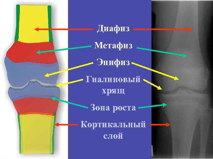 Рено кортикальный индекс