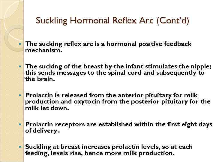 Suckling Hormonal Reflex Arc (Cont’d) The sucking reflex arc is a hormonal positive feedback