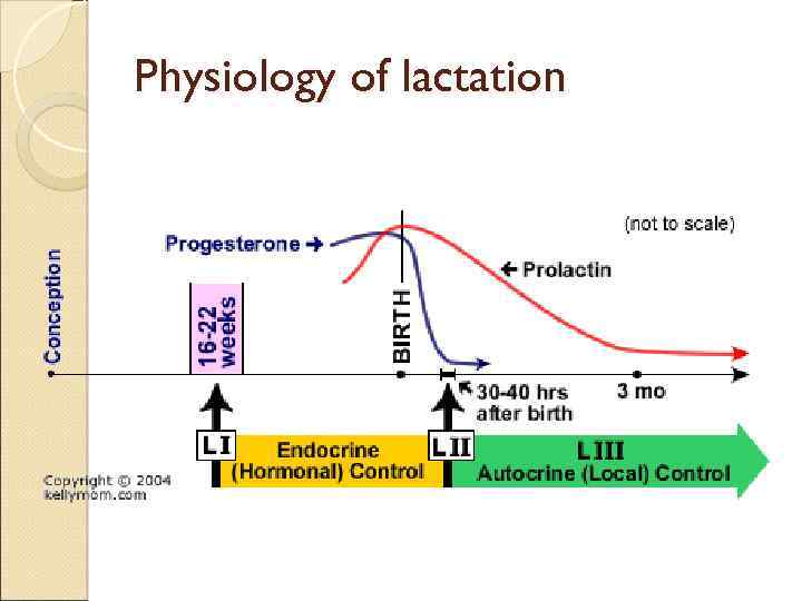 Physiology of lactation 