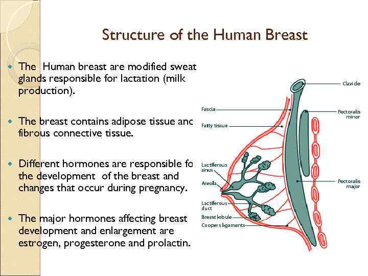 Structure of the Human Breast The Human breast are modified sweat glands responsible for