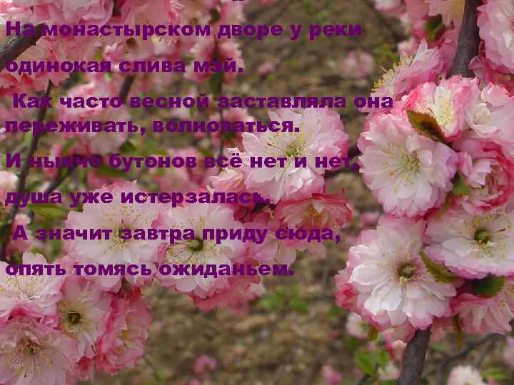 II На монастырском дворе у реки одинокая слива мэй. Как часто весной заставляла она