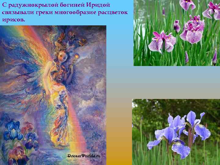 С радужнокрылой богиней Иридой связывали греки многообразие расцветок ирисов. 