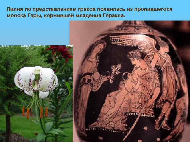 Лилия по представлениям греков появилась из пролившегося молока Геры, кормившей младенца Геракла. 