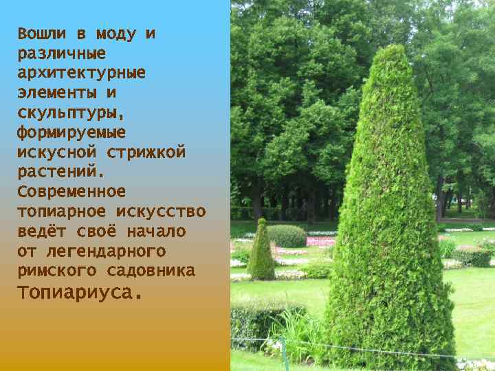 Вошли в моду и различные архитектурные элементы и скульптуры, формируемые искусной стрижкой растений. Современное