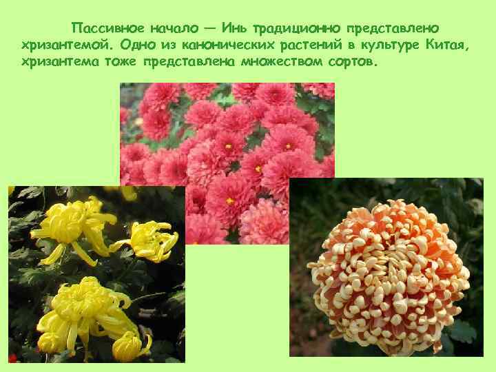 Пассивное начало ― Инь традиционно представлено хризантемой. Одно из канонических растений в культуре Китая,