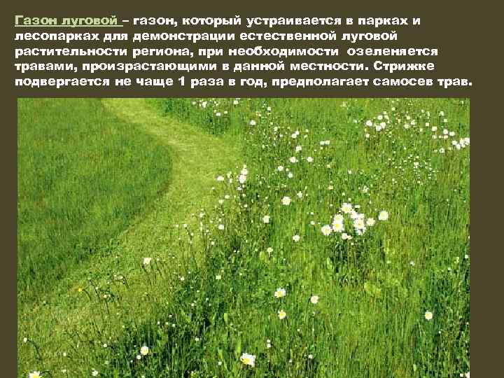 Газон луговой – газон, который устраивается в парках и лесопарках для демонстрации естественной луговой