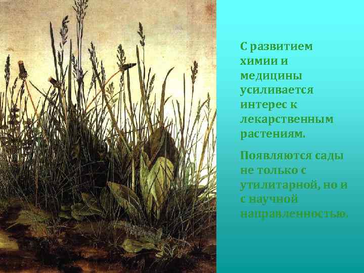 С развитием химии и медицины усиливается интерес к лекарственным растениям. Появляются сады не только