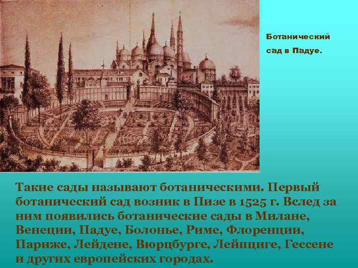 Ботанический сад в Падуе. Такие сады называют ботаническими. Первый ботанический сад возник в Пизе