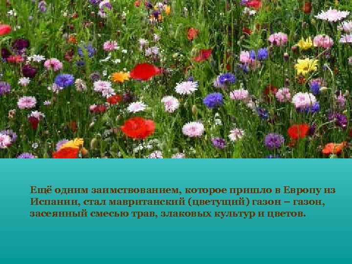 Ещё одним заимствованием, которое пришло в Европу из Испании, стал мавританский (цветущий) газон –