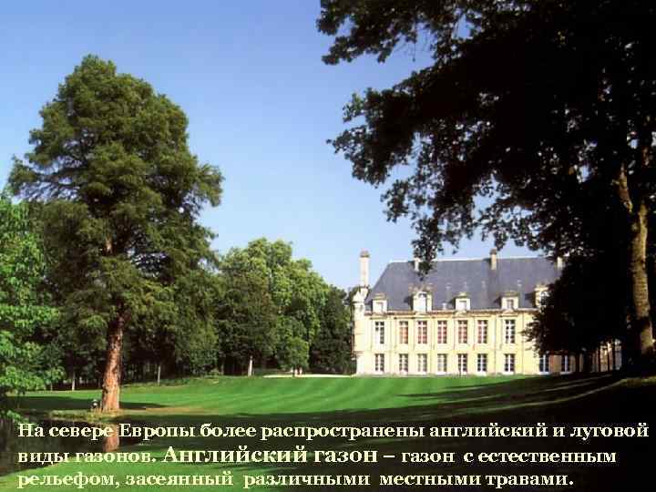 На севере Европы более распространены английский и луговой виды газонов. Английский газон – газон