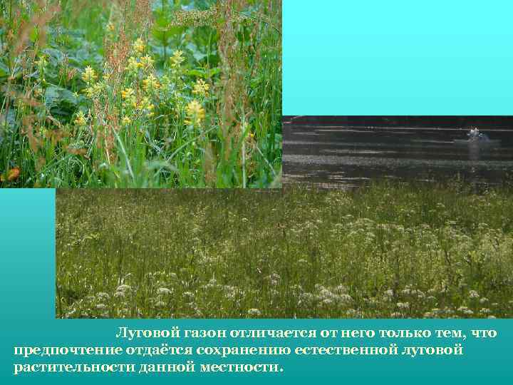 Луговой газон отличается от него только тем, что предпочтение отдаётся сохранению естественной луговой растительности