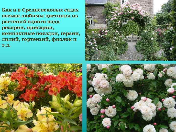 Как и в Средневековых садах весьма любимы цветники из растений одного вида розарии, ирисарии,