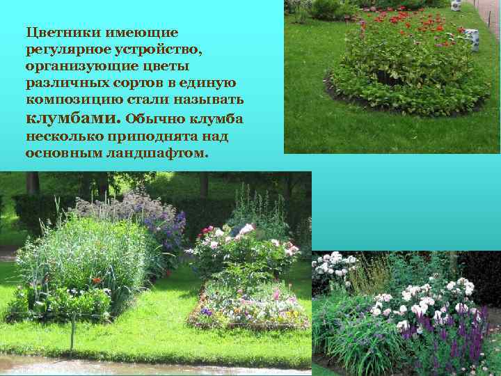 Цветники имеющие регулярное устройство, организующие цветы различных сортов в единую композицию стали называть клумбами.