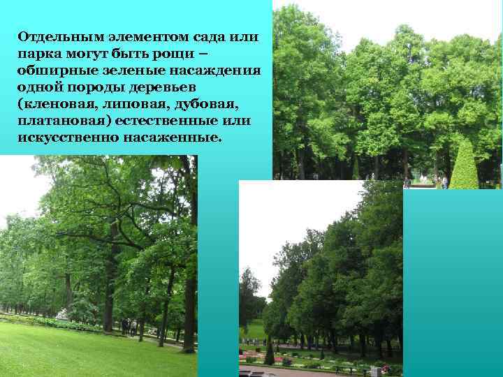Отдельным элементом сада или парка могут быть рощи – обширные зеленые насаждения одной породы