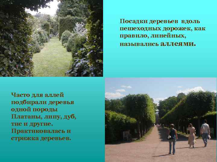 Посадки деревьев вдоль пешеходных дорожек, как правило, линейных, назывались аллеями. Часто для аллей подбирали