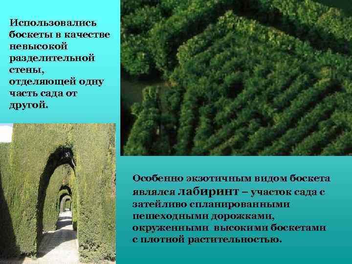 Использовались боскеты в качестве невысокой разделительной стены, отделяющей одну часть сада от другой. Особенно