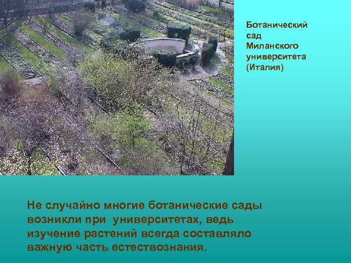 Ботанический сад Миланского университета (Италия) Не случайно многие ботанические сады возникли при университетах, ведь