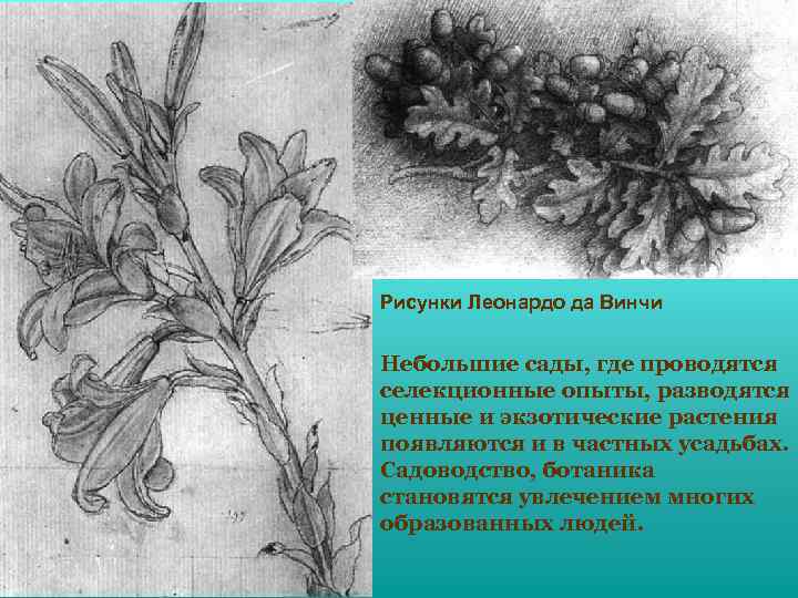 Рисунки Леонардо да Винчи Небольшие сады, где проводятся селекционные опыты, разводятся ценные и экзотические