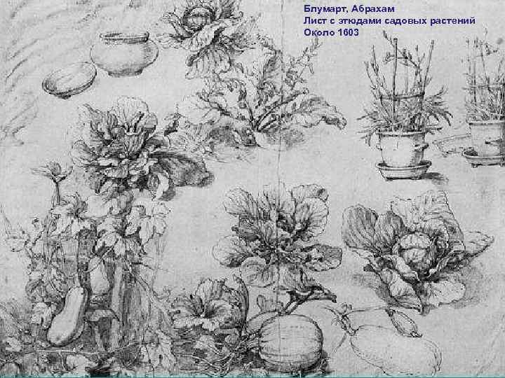 Блумарт, Абрахам Лист с этюдами садовых растений Около 1603 