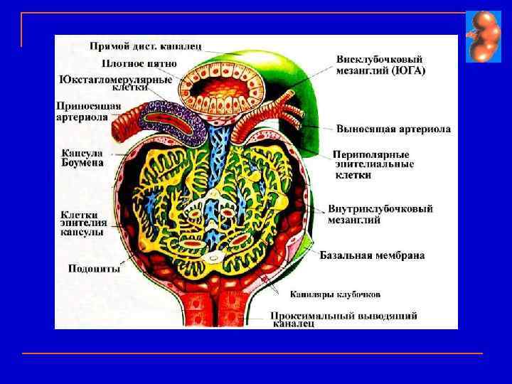 Гломерулонефрит хронический картинки