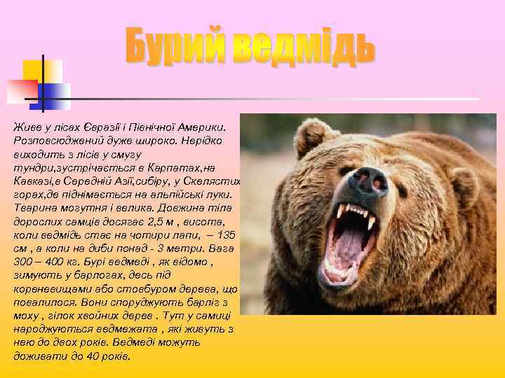 Живе у лісах Євразії і Північної Америки. Розповсюджений дуже широко. Нерідко виходить з лісів