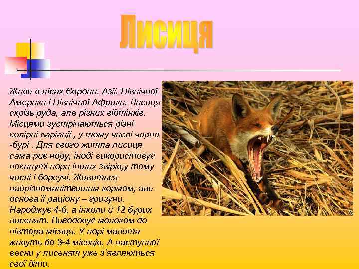 Живе в лісах Європи, Азії, Північної Америки і Північної Африки. Лисиця скрізь руда, але