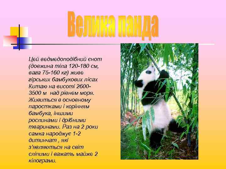 Цей ведмедоподібний єнот (довжина тіла 120 -180 см, вага 75 -160 кг) живе гірських