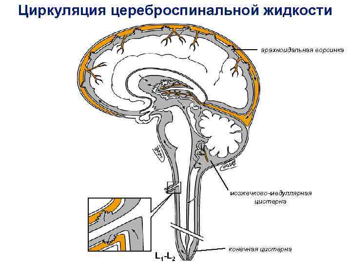 Ликворные изменения мозга. Схема циркуляции спинномозговой жидкости. Циркуляция ликвора в головном мозге схема. Схема системы циркуляции цереброспинальной жидкости.. Схема путей циркуляции спинномозговой жидкости.