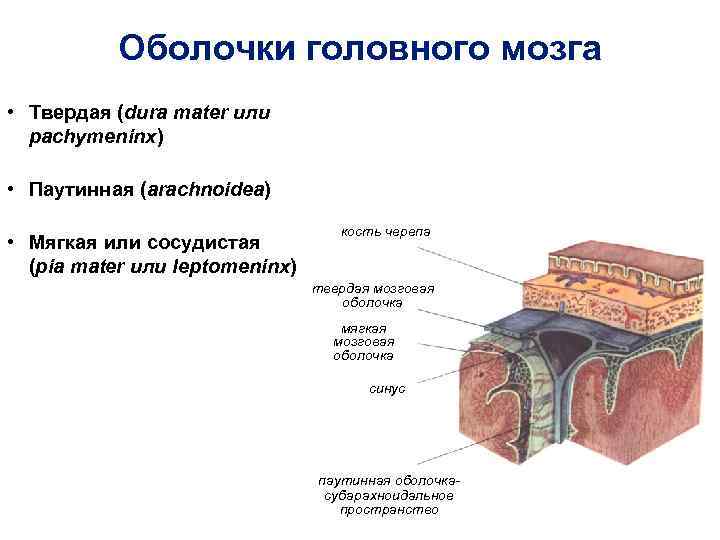 Сосудистая оболочка головного мозга