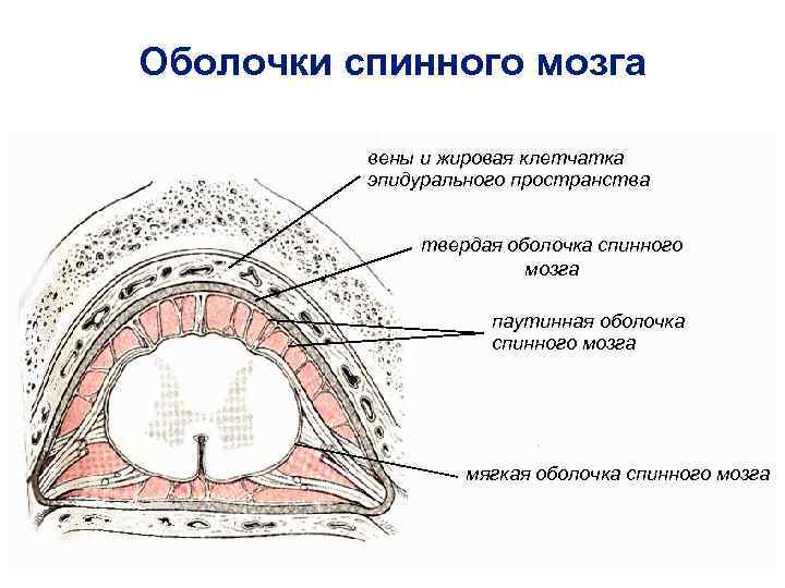 Рисунок оболочки. Оболочки и МЕЖОБОЛОЧЕЧНЫЕ пространства спинного мозга. 4. Оболочки и МЕЖОБОЛОЧЕЧНЫЕ пространства спинного мозга.. Схема оболочек и пространств головного мозга. Схема строения оболочек спинного мозга.