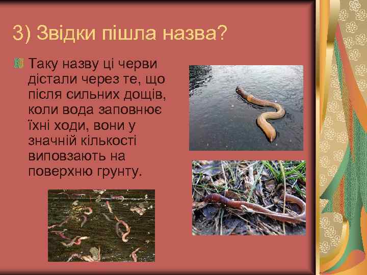 3) Звідки пішла назва? Таку назву ці черви дістали через те, що після сильних