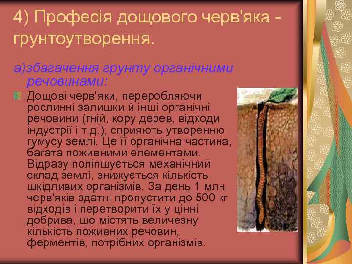 4) Професія дощового черв'яка - грунтоутворення. а)збагачення грунту органічними речовинами: Дощові черв'яки, переробляючи рослинні