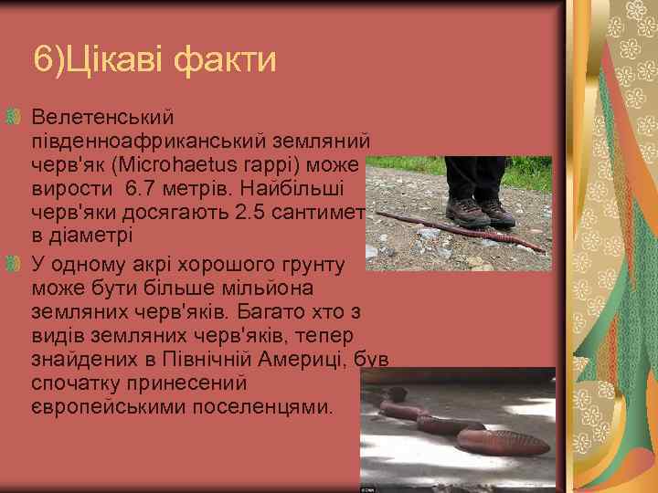  6)Цікаві факти Велетенський південноафриканський земляний черв'як (Microhaetus rappi) може вирости 6. 7 метрів.