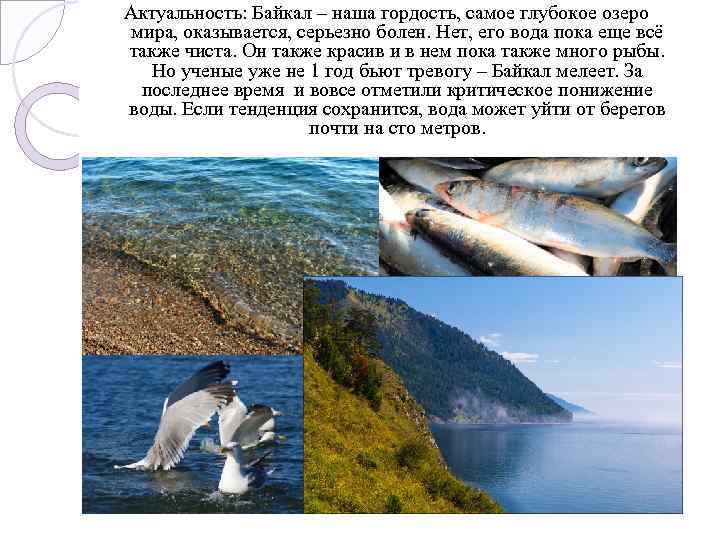 Актуальность: Байкал – наша гордость, самое глубокое озеро мира, оказывается, серьезно болен. Нет, его