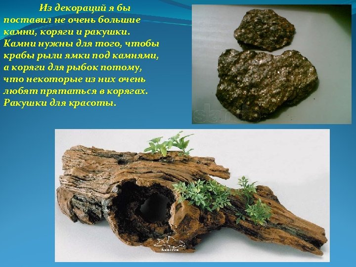 Из декораций я бы поставил не очень большие камни, коряги и ракушки. Камни нужны